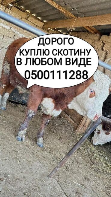 дом для животных: Сатып алам | Жылкылар, аттар, Уйлар, букалар | Күнү-түнү, Бардык шартта, Союлган — 1