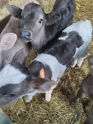 нипельная поилка: Продаю | Музоо, торпок | Для разведения — 1