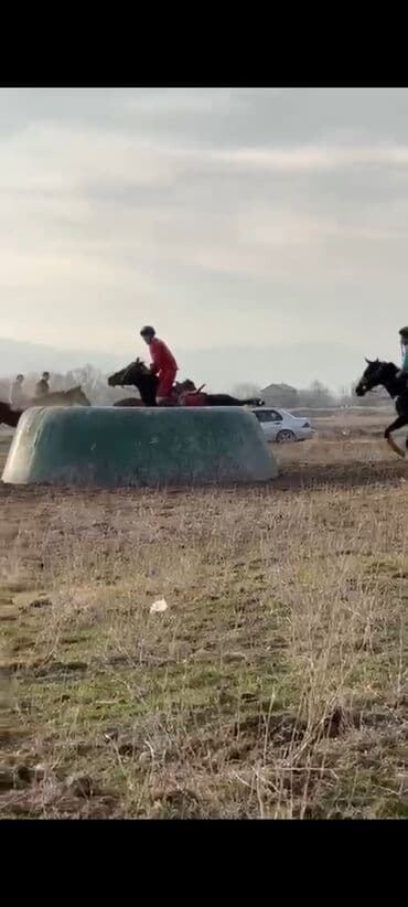 жылкы лошадь: Продаю | Конь (самец) | Конный спорт — 4