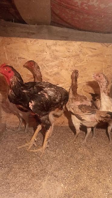 продам курей: Продаю | Куры | Бойцовая | Для разведения — 3