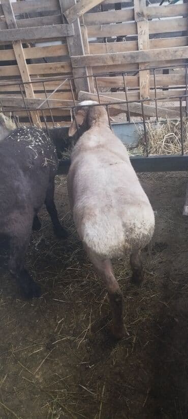 Сатам | Кочкор (эркек) | Союуга | Бычылган — 4