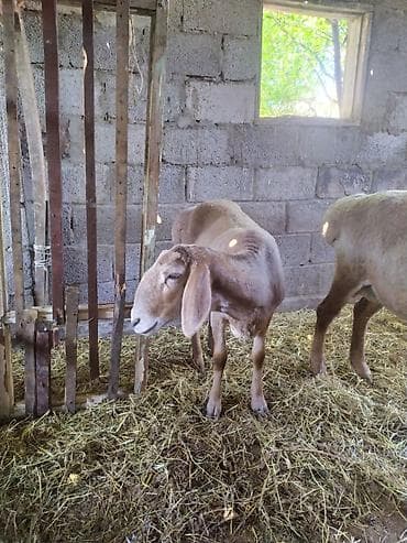 машинка овец: Продаю | Овца (самка) | Для разведения | Матка — 2