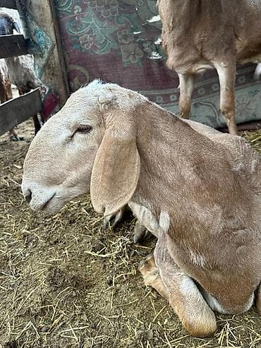 баран живой: Продаю | Баран (самец) | На забой | Племенные — 4