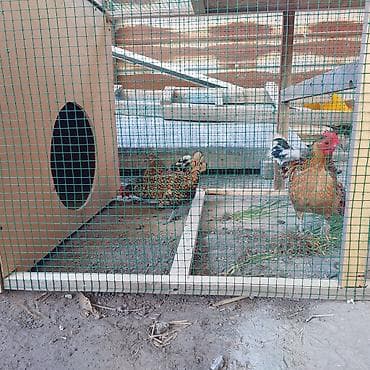 кохинхин карликовый: Продаю | Куры | Для разведения — 6