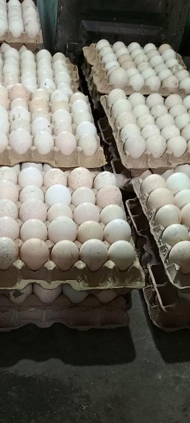 Продаю. Индюшиные инкубацыонные яйца всегда собираются свежие, не