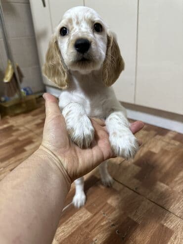 продажа собак чихуахуа: Спаниель, 2 месяца, Самец — 3