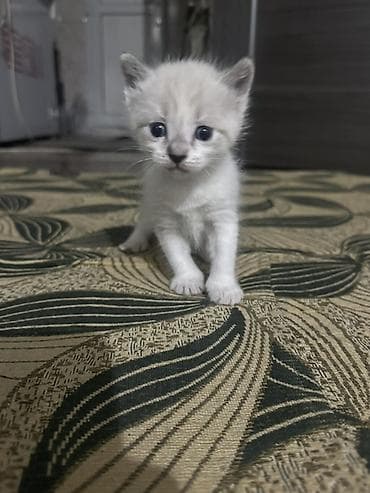 бенгальская кошка домашняя: Котята окраса колор-пойнт/силвер-пойнт с голубыми глазами Описание: - — 3