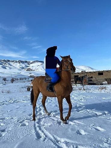 конь рабочий: Продаю | Жеребец | Полукровка | Рабочий | Осеменитель — 2