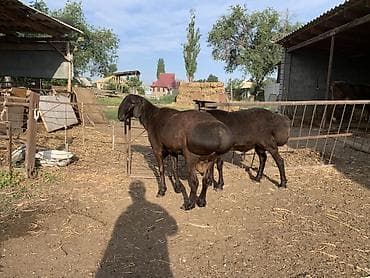 ечки кой: Продаю | Баран (самец) | Для разведения | Племенные — 2