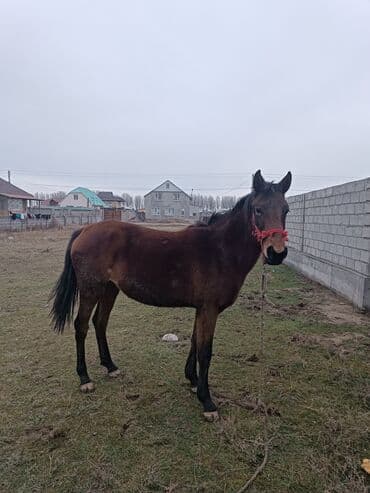 добрый корова: Продаю | Кобыла (самка) | Рабочий — 2