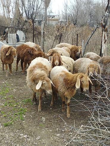 ко шамо: Продаю | Ягненок | Арашан | Для разведения | Ярка — 6