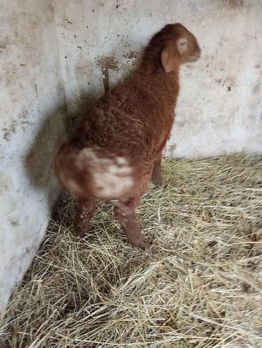 тай дай: Продаю | Овца (самка) | Для разведения | Племенные — 1