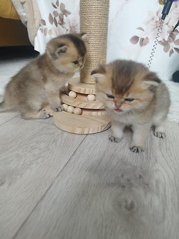 кошка скотиш: Открыли бронь на наших шотландских котят 🐾 Малышам уже 1 месяц, растут — 4