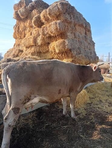 Продаю | Корова (самка) | Для молока | Привязанные