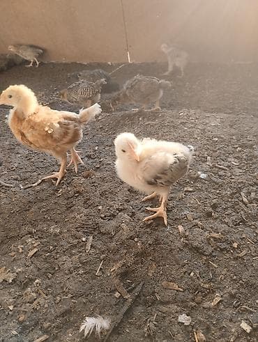 кара балта арпа: Продаю | Цыплята | Для разведения — 3