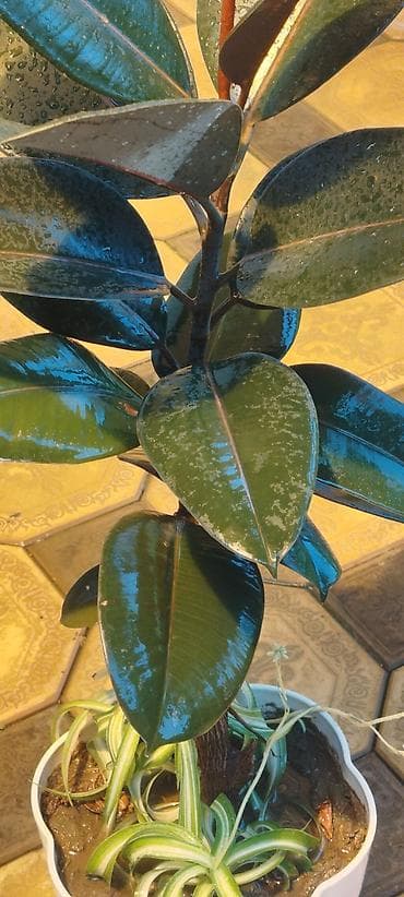 Молочай Миля (Euphorbia milii) в горшке - Компактный куст с — 7