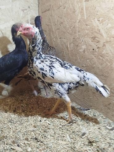 кой бишкек: Сатам | Короздор — 2