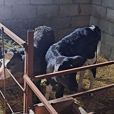 Аквариумдар: Сатам | Музоо | Голштин | Көбөйтүү үчүн | Асыл тукумдуу, Жасалма уруктандырылган — 1