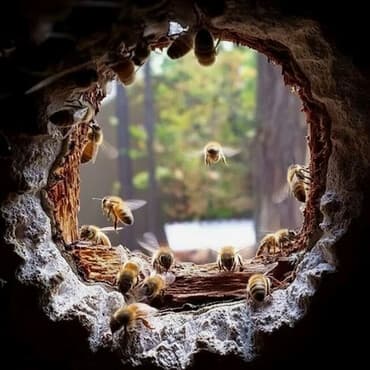 воск пчелиный: Продаю! Натуральный Мёд 
Разные сорта 
Соты
Прополис — 1