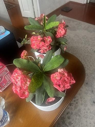 яркие пуфики: Комнатное растение «Эуфорбия Милла» (Euphorbia milii, корона Христа) в — 2