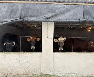 кызылча уругу сатылат: Сатам | Уй (ургаачы) | Аргын | Сүт алуу үчүн | Байланган — 2