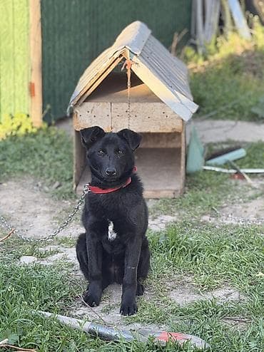 хаски с разными глазами цена: 🐶 Ищет дом собака! Подобрали собаку, Сейчас живёт во дворе в будке — 2