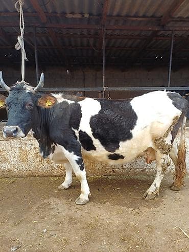 сары булун: Сатам | Уй (ургаачы) | Союуга | Байланган — 1