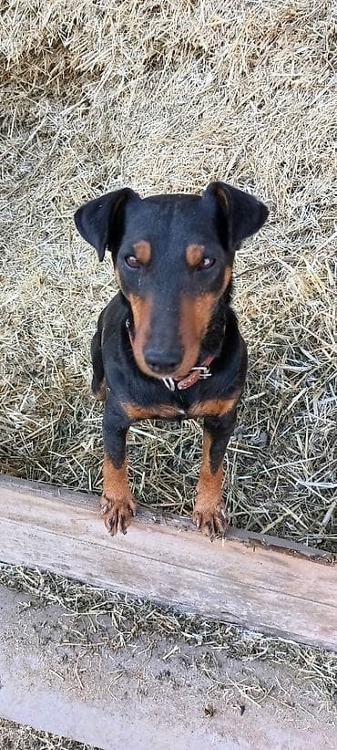 отдам даром попугая жако: Ягдтерьер кобель чистокровный, на вязку. Не продаётся — 1