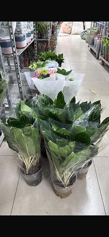 растение для дома и офиса: Хамедорея (бамбуковая пальма) — комнатное декоративнолиственное — 4