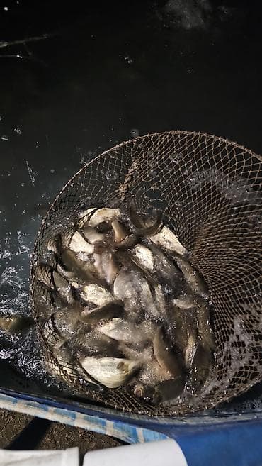 Аквариумдар: Срочно продаю малька карпа и сазана весом от 25 грамм до 100 грамм — 2