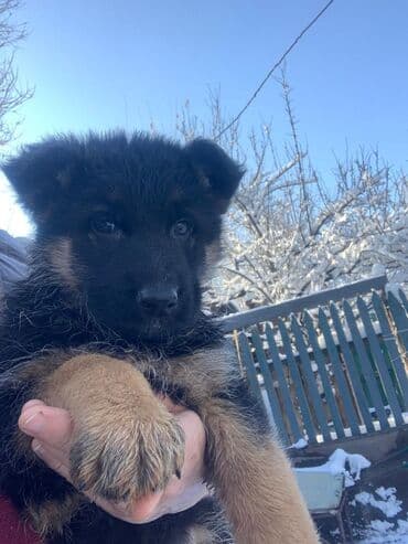 Продаются щенки немецкой овчарки. Родились в 01.11.25 г. черпачного
