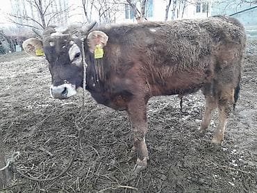 уй животный: Продаю | Музоо, торпок | Алатауская | Для разведения, На откорм — 1