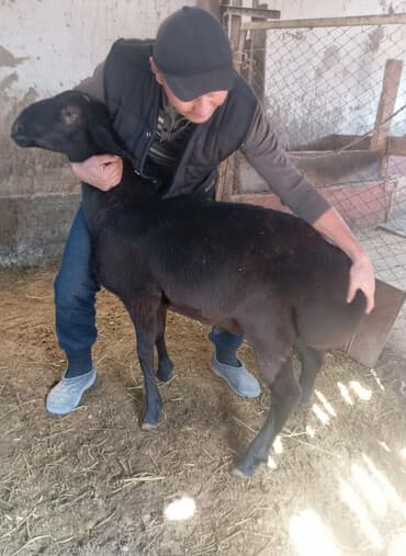 дом для кроликов: Продаю | Баран (самец) | Для разведения | Племенные — 1