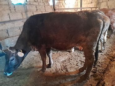 коровы животные: Продаю | Корова (самка) | Полукровка | Для молока | Привязанные — 4