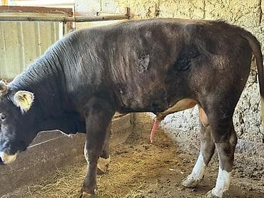 гуси линда: Продаю | Бык (самец) — 2