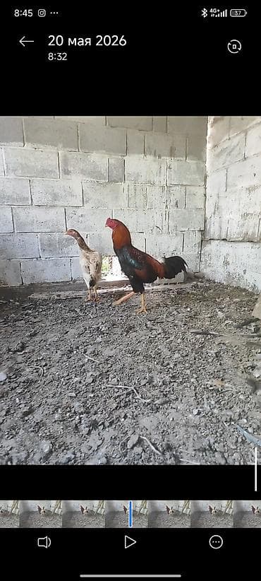 мальки рыб: Продаю | Куры | Бойцовая | Для разведения — 3