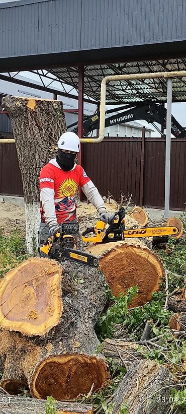 СПИЛ ДЕРЕВА