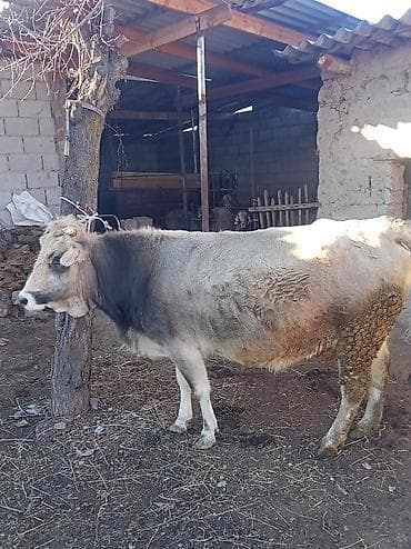 бычки ангус: Продаю | Корова (самка) | На откорм | Привязанные — 2