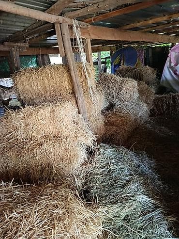 козель: Продаю тюки солома ячменная,и разнотравье, тюки большие — 1