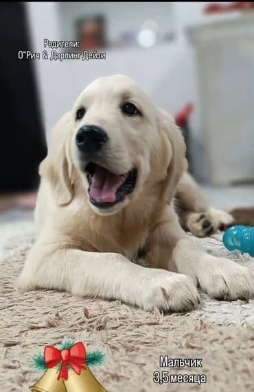 Ретривер, 3 месяца, Самец
