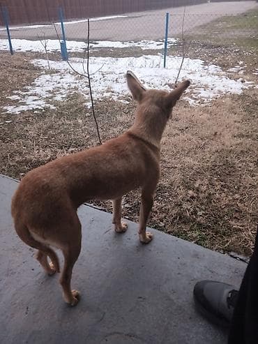 продаю охотничий собаку дратхар: Компактная собака рыжего окраса с короткой гладкой шерстью. Стройное — 3