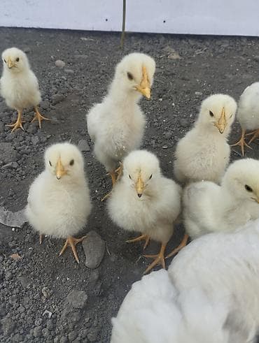 брудер для цыплят: Продаю | Цыплята | Бройлерная | На забой — 3