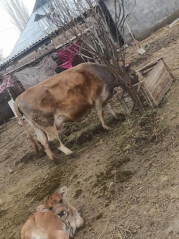 обмен на корову: Продаю | Корова (самка) | Полукровка | Для молока | После отела — 1