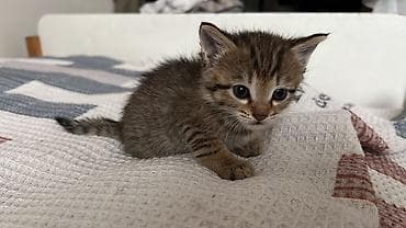 отдам котята: Котята Описание: - Две окраски на выбор: тигровый табби (коричневый с — 2