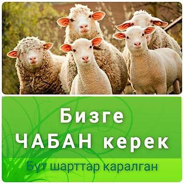 исык куль работа: Требуется Пастух, Оплата: Сдельная — 1