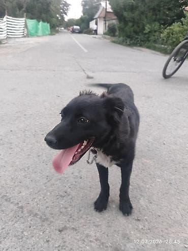 cane corso: Собака даром: 4 месяца, Самка, С прививкой — 1