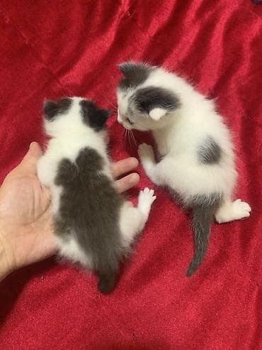 куплю кошку: 1 месяц, Мальчик, Проглистована, С прививками — 9