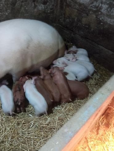 Продаю | Поросенок | Для разведения | Племенные