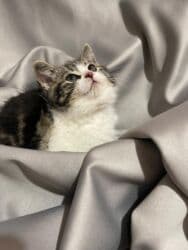 домик для кошек: Скотиш Страйт (Шотландская прямоухая), 2 месяца, Мальчик, Приучена к лотку, Проглистована, С документами — 3