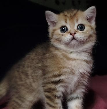 маленькая кошка: Предлагается к предварительному резерву шотландский котенок. Девочка — 1